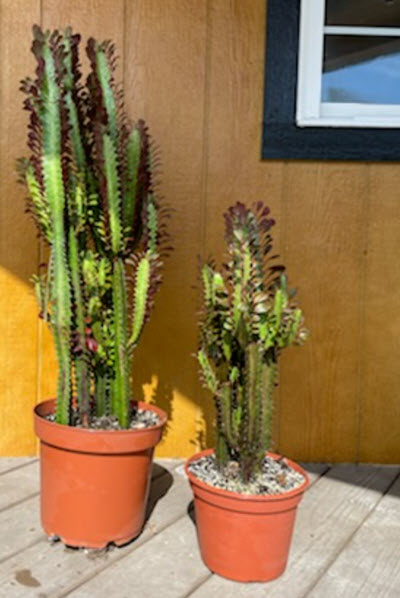 8" Euphorbia Trigona Red